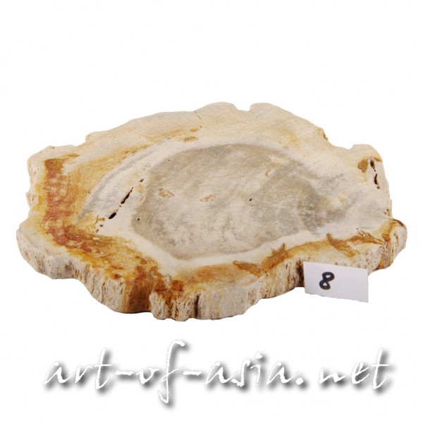 Bild 2 - Scheibe / Untersetzer, 015cm, versteinertes Holz, beidseitig poliert, No. 08