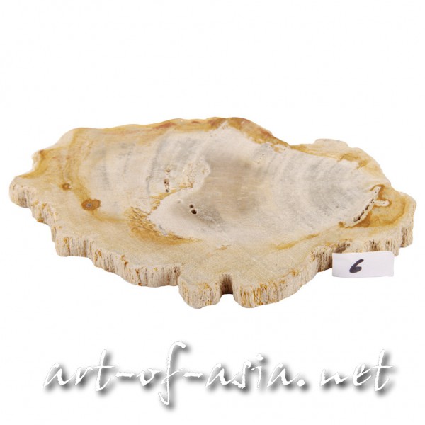 Bild 2 - Scheibe / Untersetzer, 015cm, versteinertes Holz, beidseitig poliert, No. 06