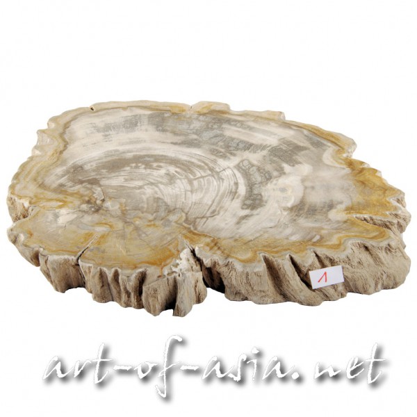 Bild 2 - Scheibe, 028x21cm, versteinertes Holz, beidseitig poliert, 2.35kg, No. 1